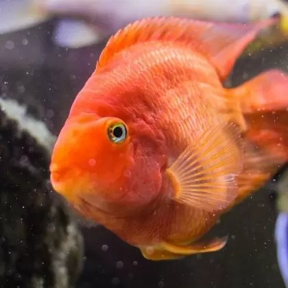 Золотая рыбка